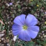 Linum lewisii Flower