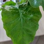 Alocasia macrorrhizosᱥᱟᱠᱟᱢ