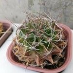 Ferocactus cylindraceus Foglia