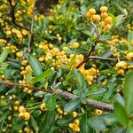 Pyracantha koidzumii Habitus