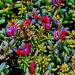 Kalmia procumbens Flower