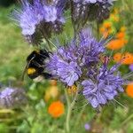 Phacelia tanacetifoliaFlor