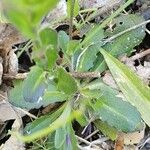 Arabis collina Leaf