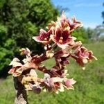 Acropogon mesophilus Flower