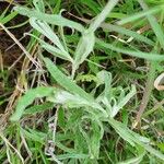 Helichrysum odoratissimum Lehti