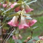 Rhododendron sanguineum Virág