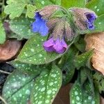 Pulmonaria affinis Fula