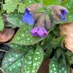 Pulmonaria affinis Квітка