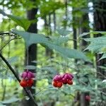 Euonymus verrucosus Fruit