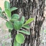 Combretum hereroense Blad