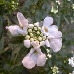 Iberis semperflorens Flor