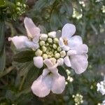 Iberis semperflorens Çiçek