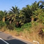 Phoenix canariensis Cortiza