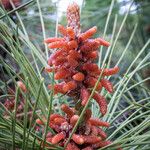 Pinus thunbergii Blomma