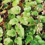 Rubus tricolor Leaf