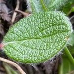 Salix reticulata Blatt