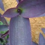 Tradescantia pallida List