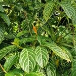 Sanchezia nobilis Folha