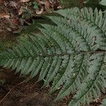 Triplophyllum speciosum Leaf