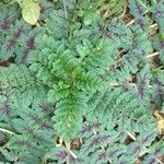 Erodium botrys Folha