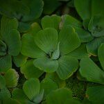 Pistia stratiotes Листок