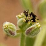 Lomatium mohavense Vrucht