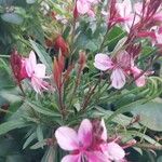 Gaura lindheimeri Blüte