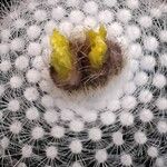 Parodia lenninghausii Flors