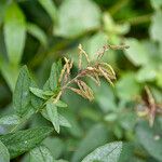 Desmodium canadense Yeri