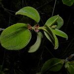 Miconia sericea List