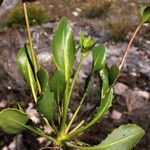 Goodenia trinervis Lehti