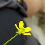 Ranunculus arvensis Fiore