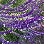 Salvia leucantha Flower