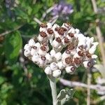 Helichrysum melaleucum Žiedas