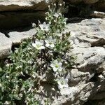 Minuartia cerastiifolia Yeri