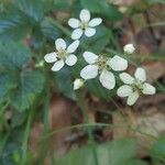 Rubus hispidus Çiçek