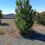 Pinus canariensis Лист