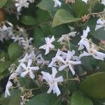 Trachelospermum jasminoidesFlower