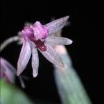 Scaphyglottis stellata Цветок