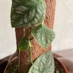 Monstera dubia Ліст