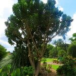 Euphorbia neriifolia Habitat