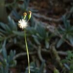 Senecio articulatus Plod