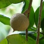 Mammea americana Fruit