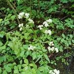 Valeriana dioicaBlüte