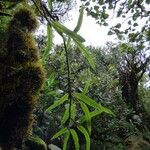 Oleandra distenta Άλλα