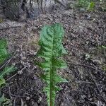 Taraxacum clemens Leaf