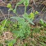 Brassica rapa Blad