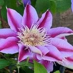 Clematis × jackmaniiFlower
