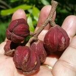 Guarea glabra Fruit