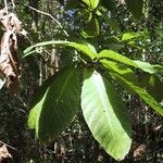 Ficus habrophylla आदत